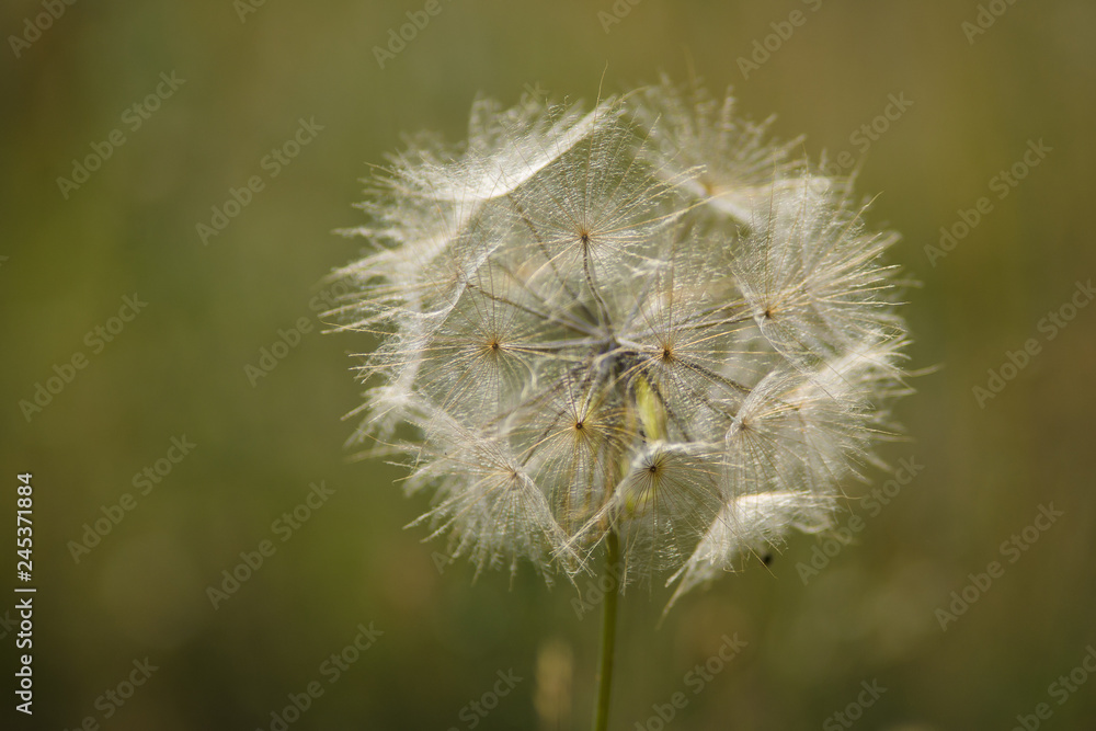 Fototapeta premium parco nazionale d'abruzzo