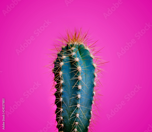 Trendy neon cactus closeup over bright pink pastel background. Colorful summer trendy creative concept.