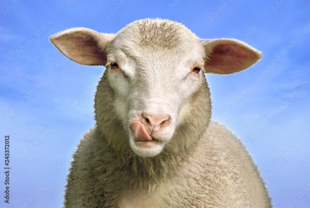 Hungry Sheep Faces, digital image editing from original photo. Hungry Sheep Faces, digital image editing from original photo.