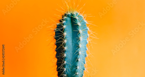 Billede på lærred Green cactus closeup over bright orange pastel background