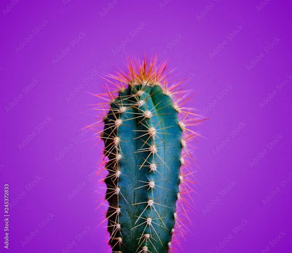 Trendy neon cactus closeup over bright purple pastel background. Colorful summer trendy creative concept. Trendy neon cactus closeup over bright purple pastel background. Colorful summer trendy creative concept.