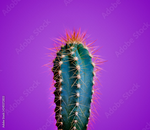 Trendy neon cactus closeup over bright purple pastel background. Colorful summer trendy creative concept.