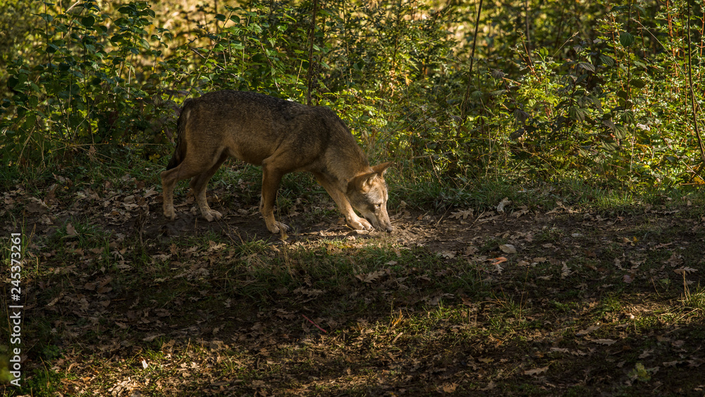 Fototapeta premium parco nazionale d'abruzzo