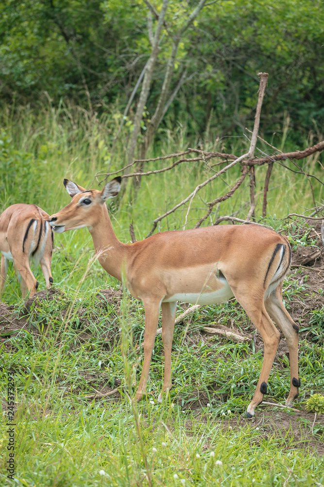 Impala Impala