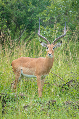 Male Impala © O'Rule