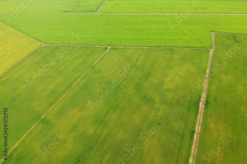 Aerial view of the rice field, at Thialand