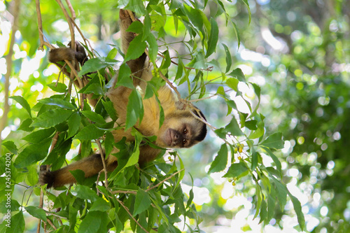 Sapajus monkey balancing on a tree with green leaves while looking at the horizon