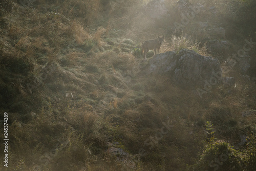 parco nazionale d'abruzzo photo