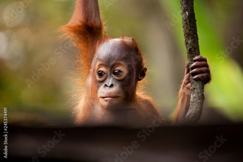 Photography Portrait of baby Orang-utan