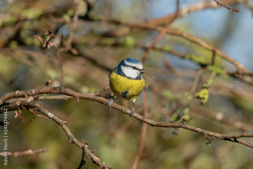 Fototapeta premium Blue Tit