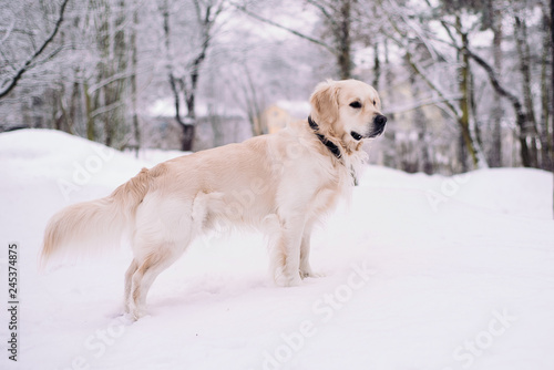 Dog standing on the snow. Golden Retriever playing outside in white snow. 
