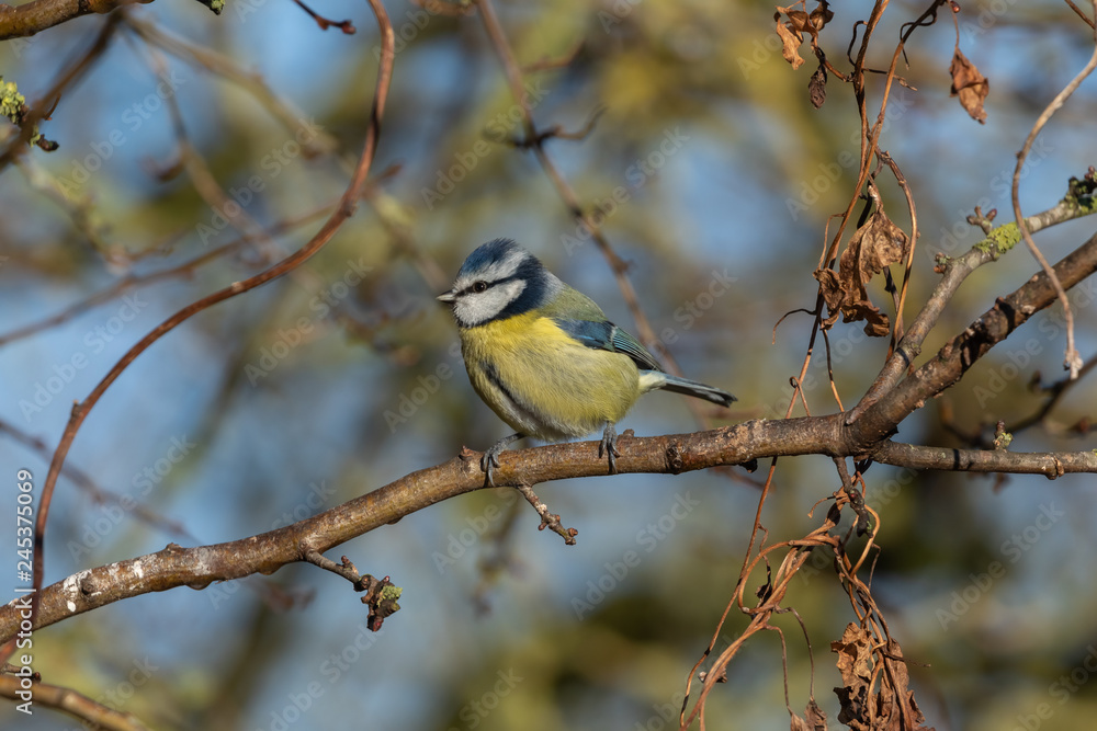 Fototapeta premium Blue Tit