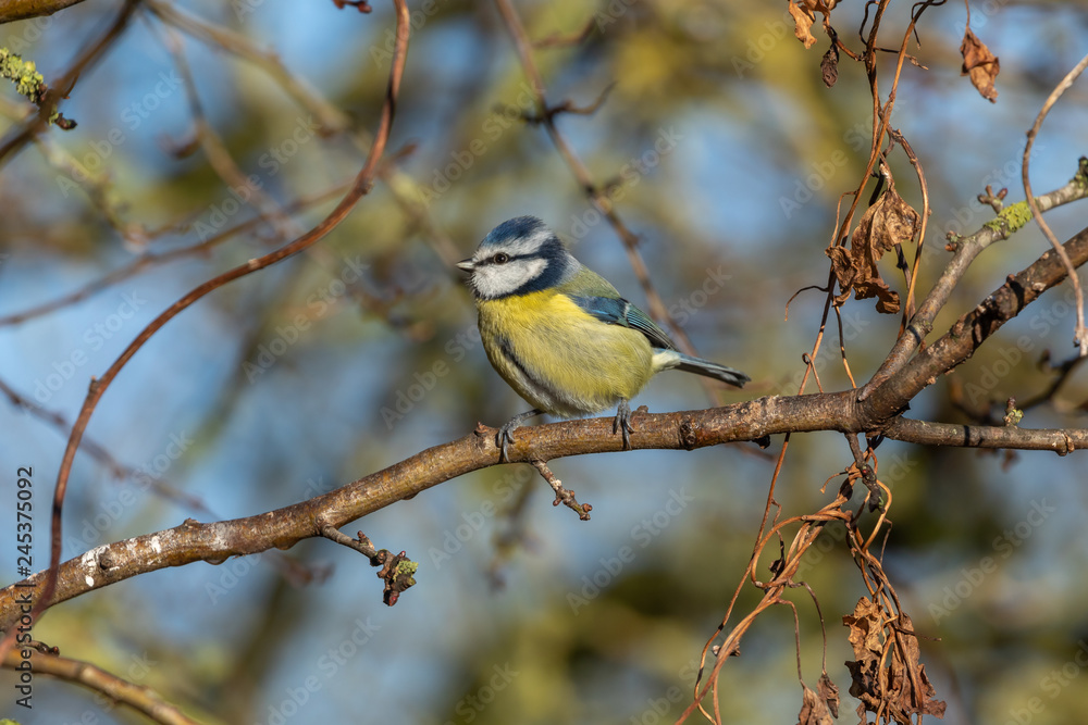 Blue Tit Blue Tit