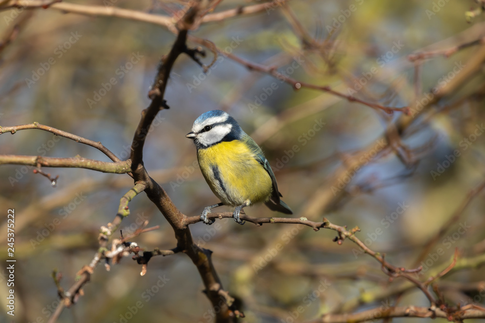 Blue Tit Blue Tit