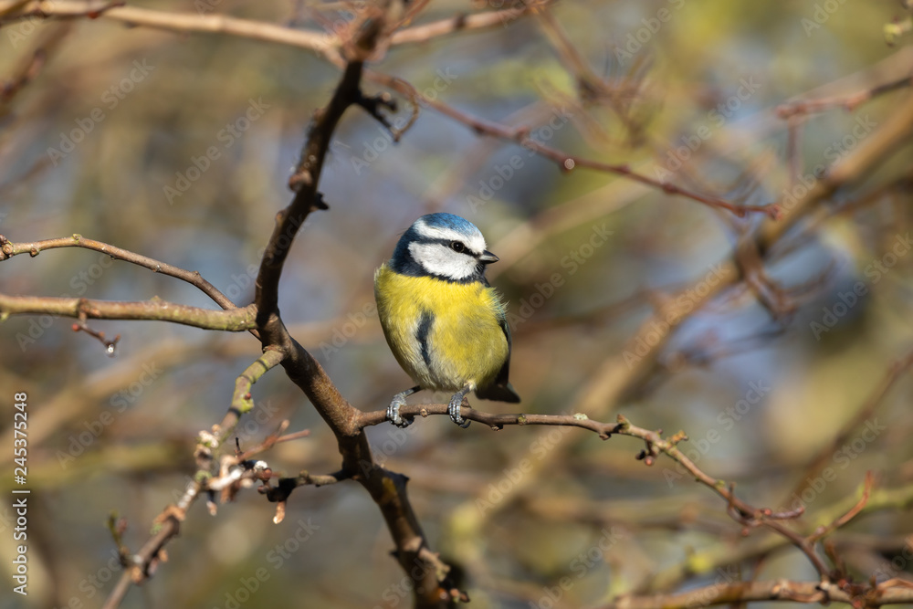 Blue Tit