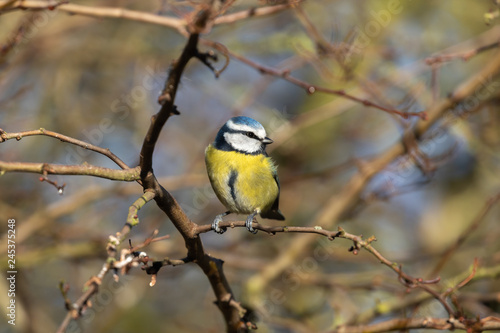 Blue Tit