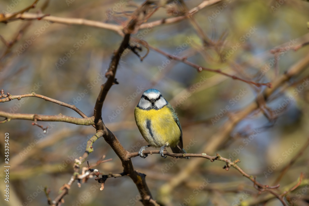 Blue Tit