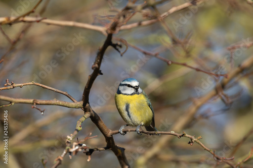 Blue Tit