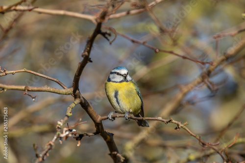 Blue Tit