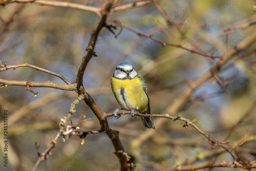 Obraz premium Blue Tit