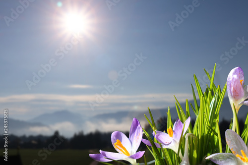 Veilchen vor schöner Bergkulisse