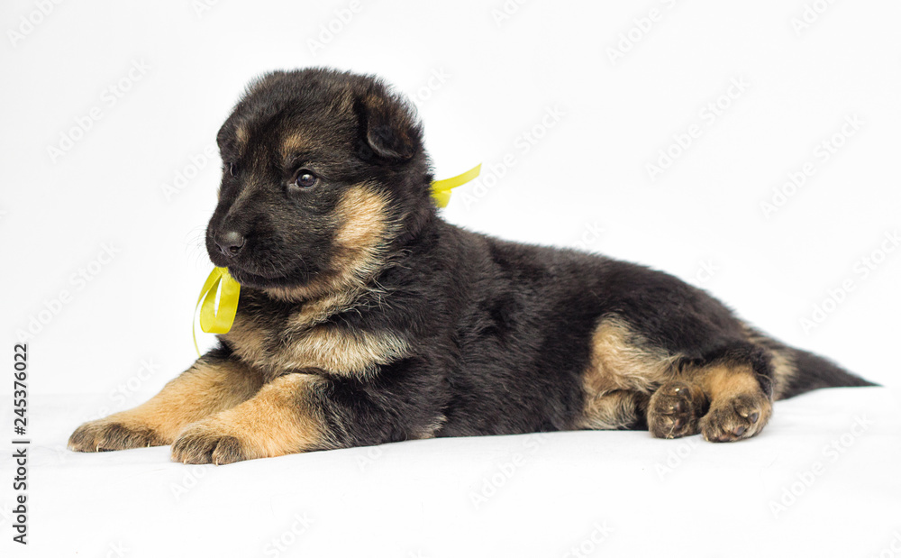 little puppy on a white background