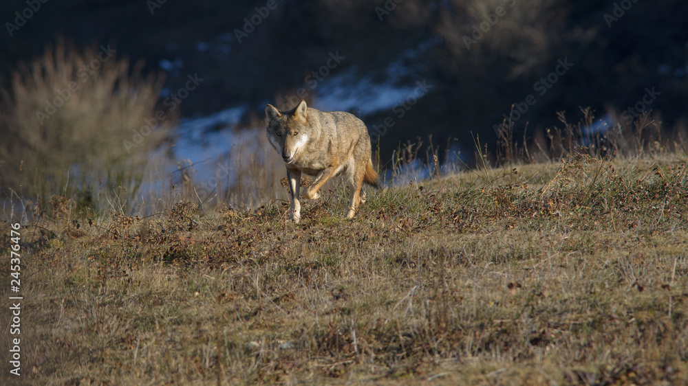 Fototapeta premium parco monte amiata