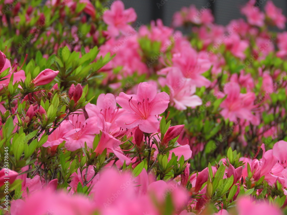 初夏の花 初夏の花