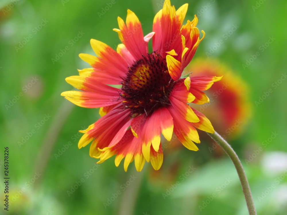 初夏の花 初夏の花