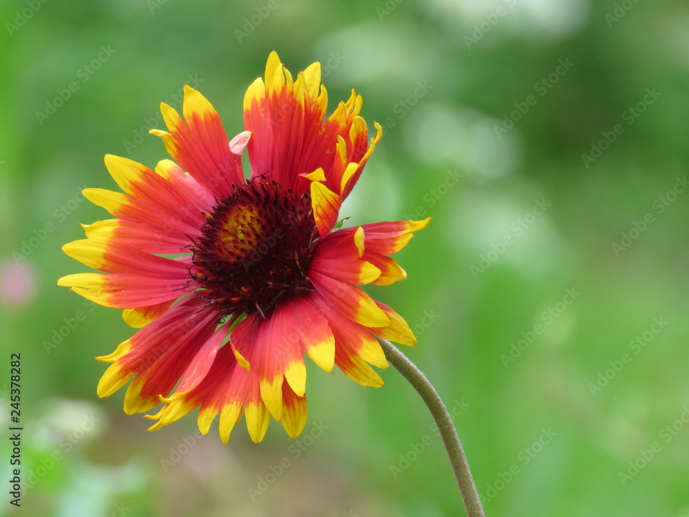 初夏の花 初夏の花