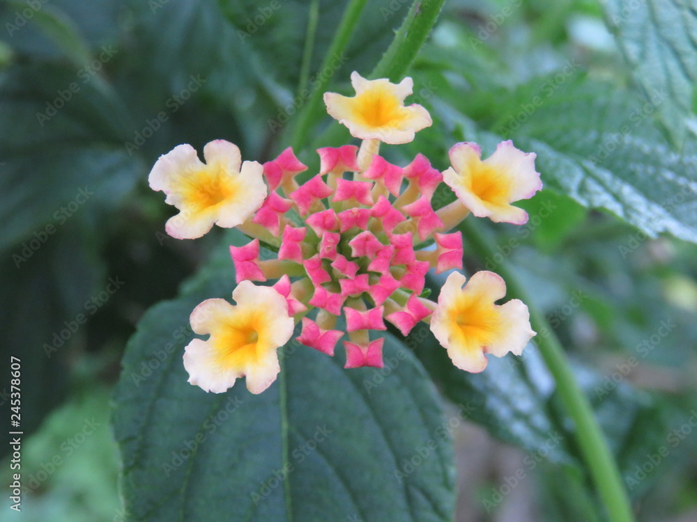 Fototapeta premium 初夏の花