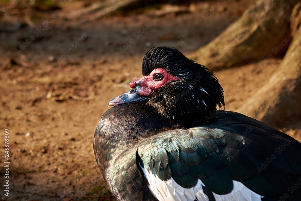 Close-up of a black Muscovy duck (Cairina Moschata) in the sunshine Close-up of a black Muscovy duck (Cairina Moschata) in the sunshine