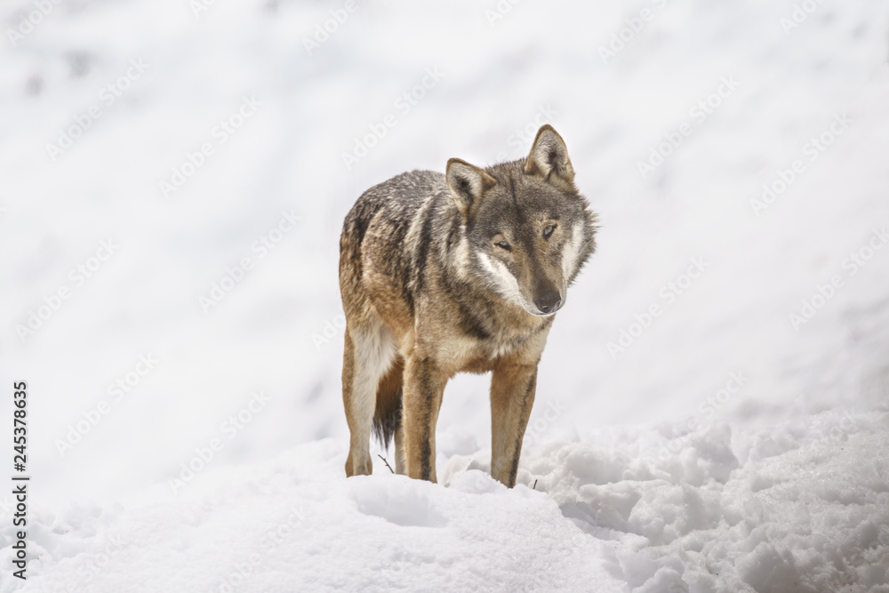 Naklejka premium parco nazionale d'abruzzo