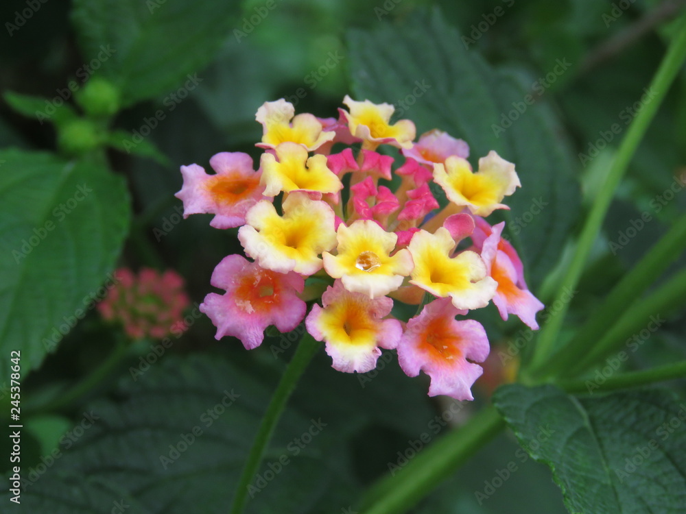 Obraz premium 初夏の花