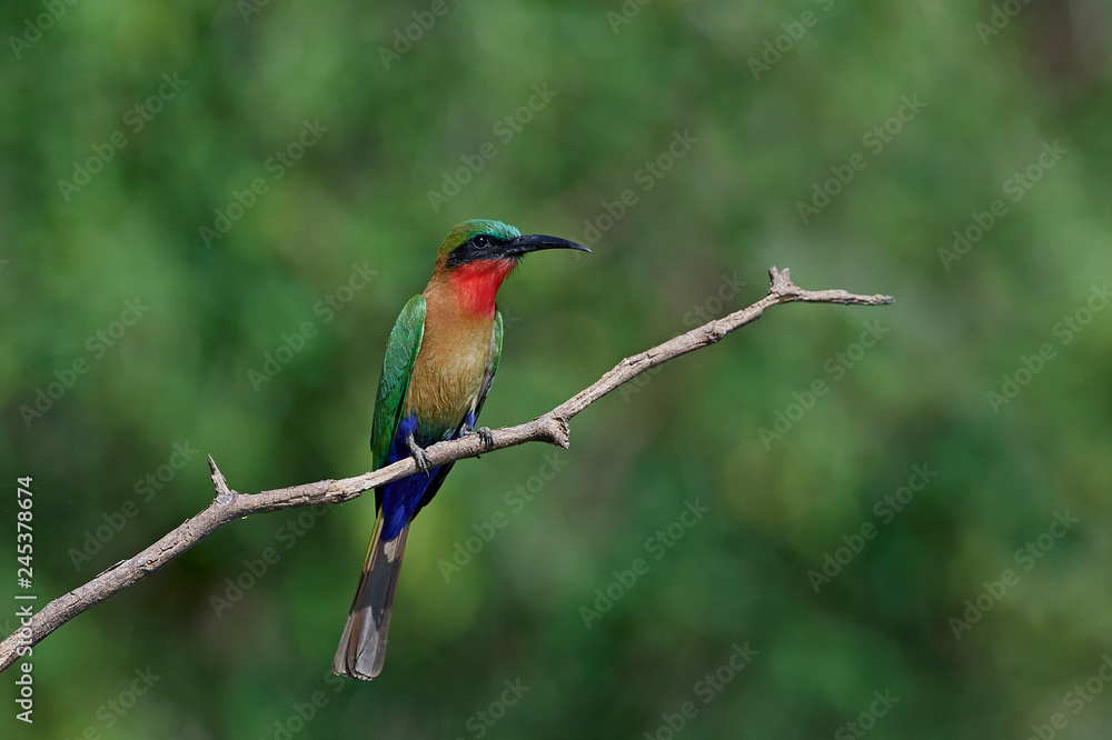Fototapeta premium Red-throated bee-eater (Merops bulocki)
