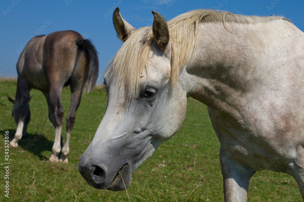 Fototapeta premium horse