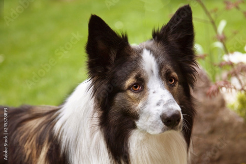 Bordercollie © Mira