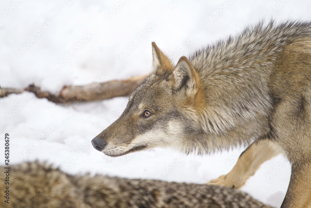 Obraz premium parco nazionale d'abruzzo