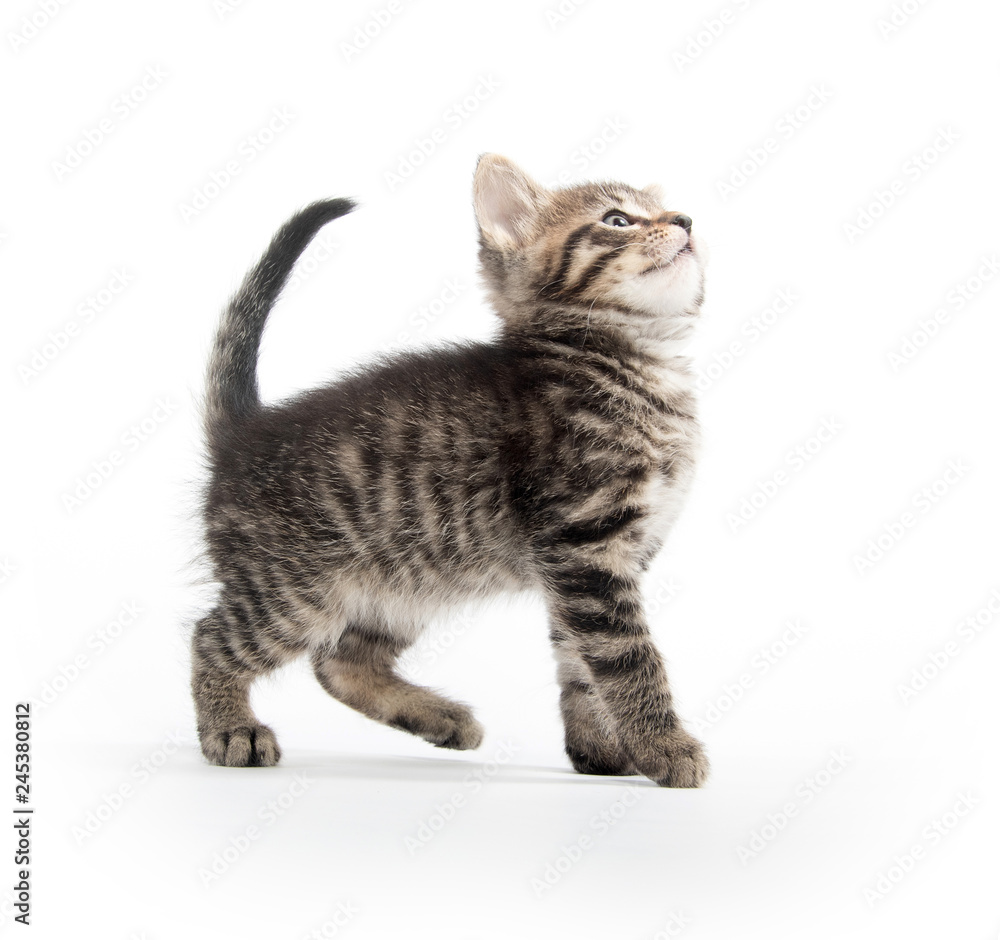 Cute tabby kitten on white Cute tabby kitten on white