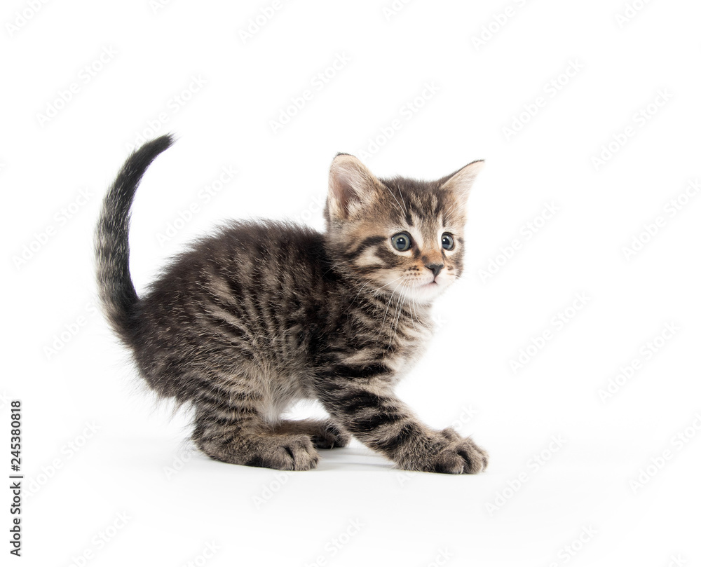 Cute tabby kitten on white Cute tabby kitten on white