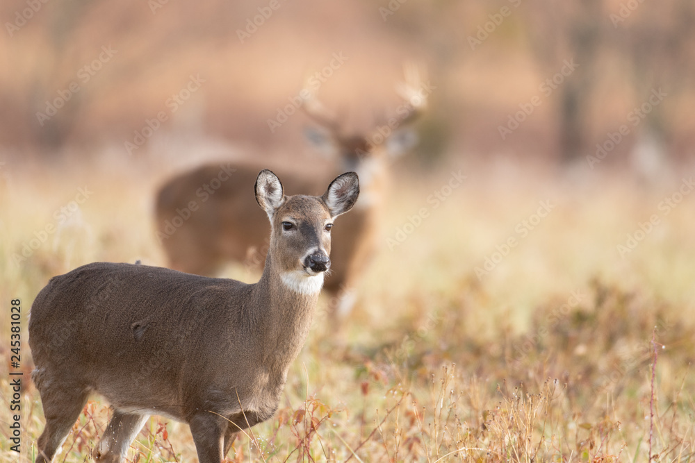 Obraz premium White-tailed doe and buck