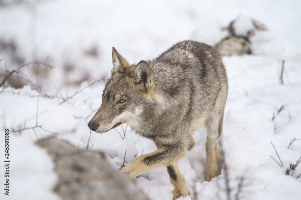 Naklejka premium parco nazionale d'abruzzo