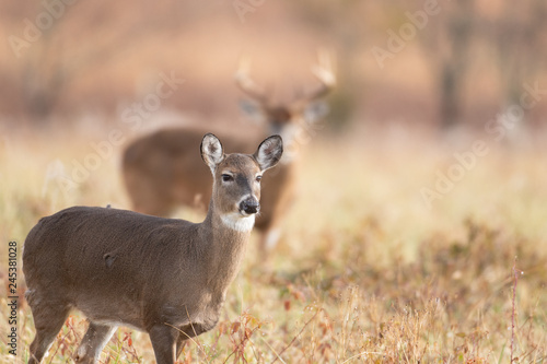 Foto White-tailed doe and buck