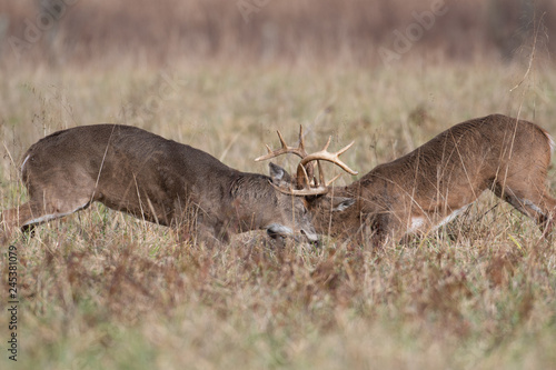 Two white-tailed deer bucks sparring