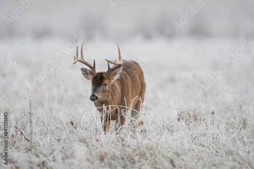 White-tailed deer buck in frost covered field © Tony Campbell