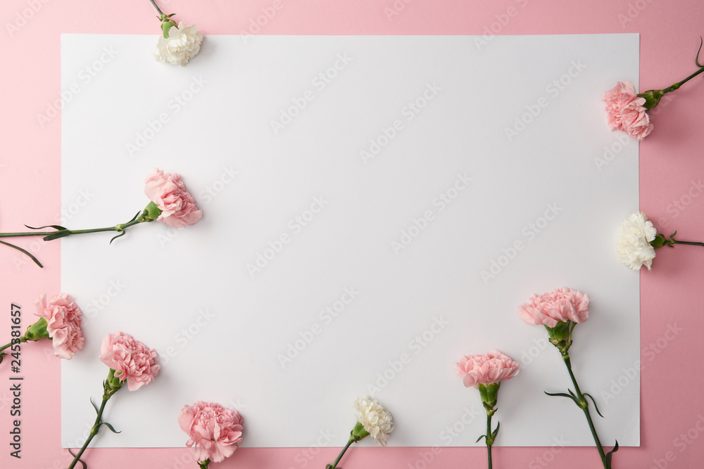 top view of beautiful tender carnation flowers and blank card on pink background top view of beautiful tender carnation flowers and blank card on pink background