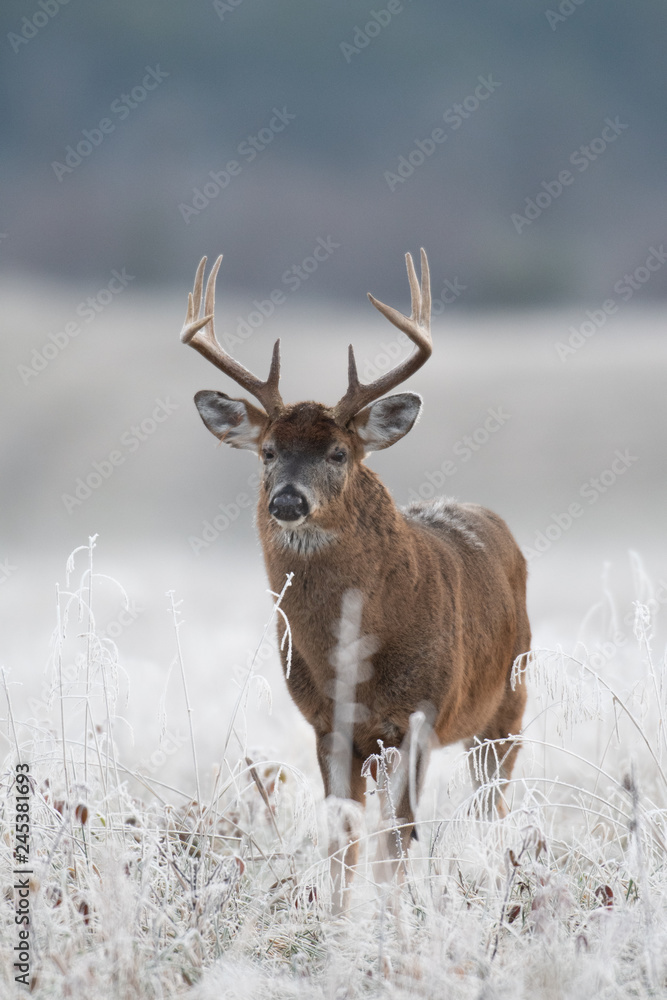 White-tailed deer buck in frost covered field White-tailed deer buck in frost covered field