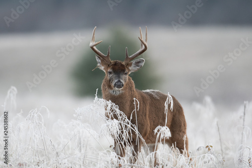 Wall Mural White-tailed deer buck in frost covered field
