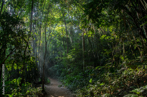 Jungle hike in Thailand