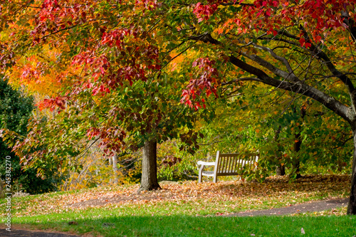 Fototapeta Naklejka Na Ścianę i Meble -  Autumn Bench